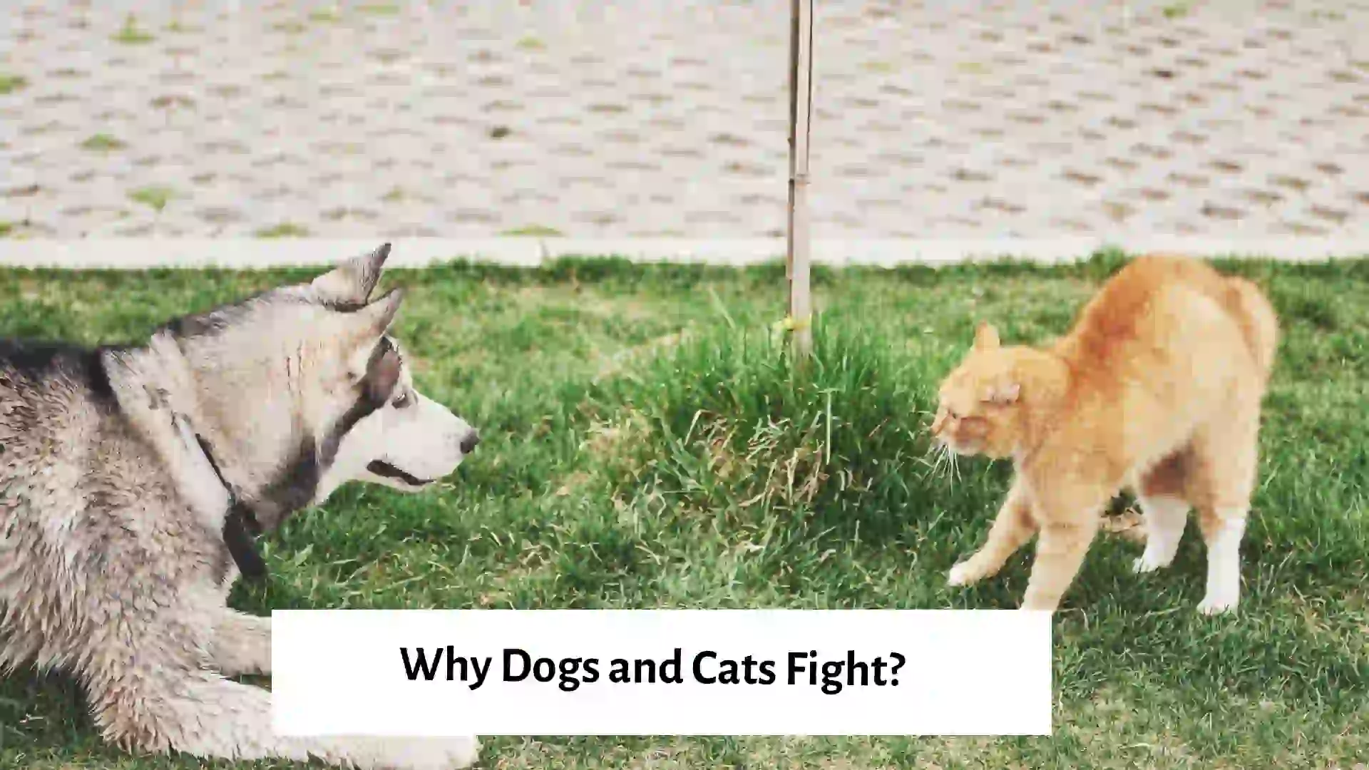 Dog and cat in a playful tussle.