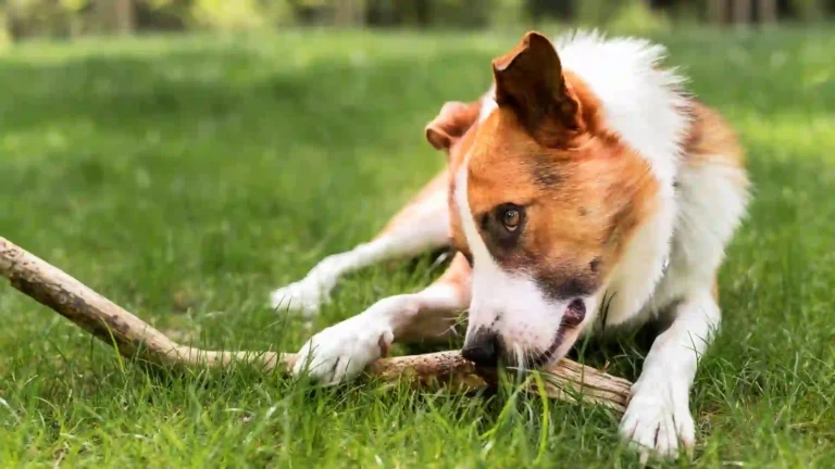 A dog eating grass on playground