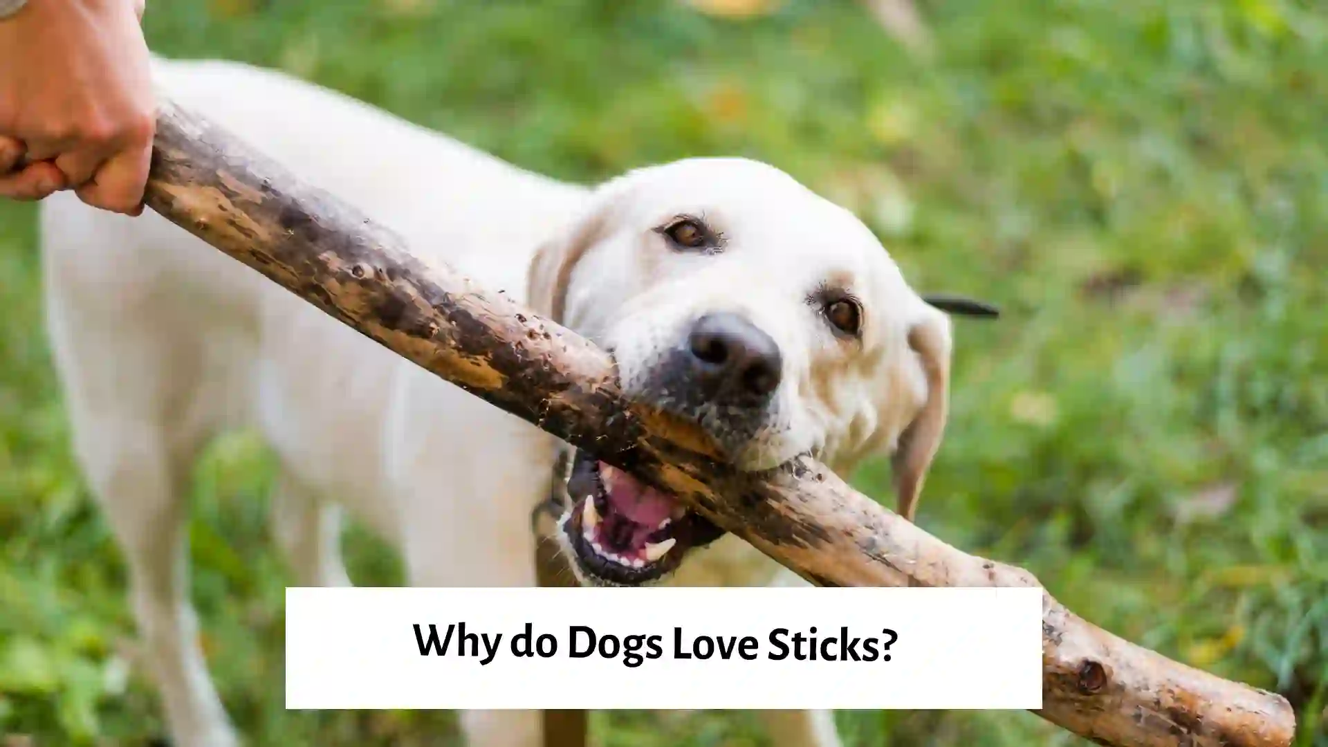 Labrador Retrieving Stick Loyal Labrador Retriever with Stick in Mouth, Playful Pet Photography