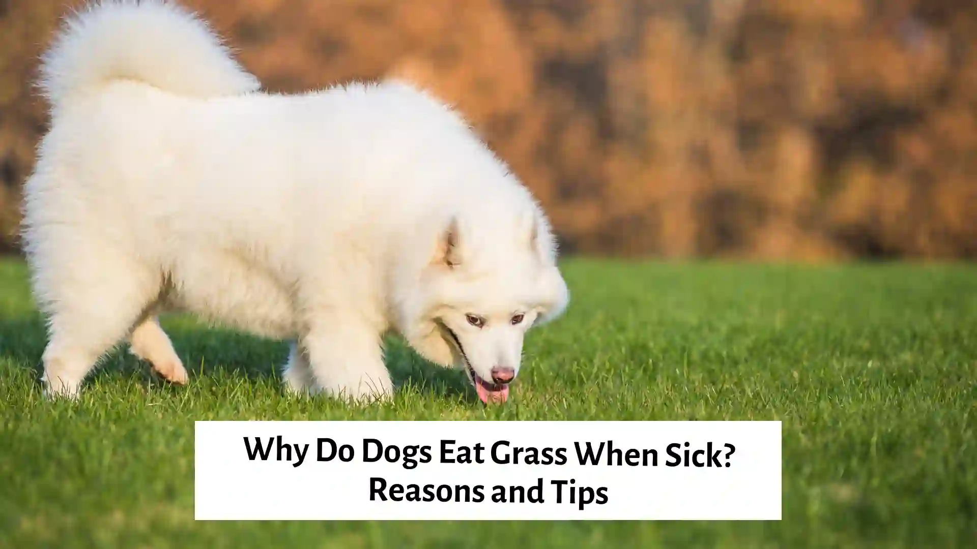 White dog enjoying a healthy snack by eating grass