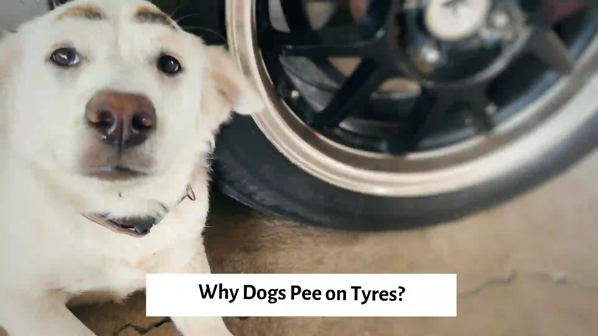 A dog sitting near car tyres