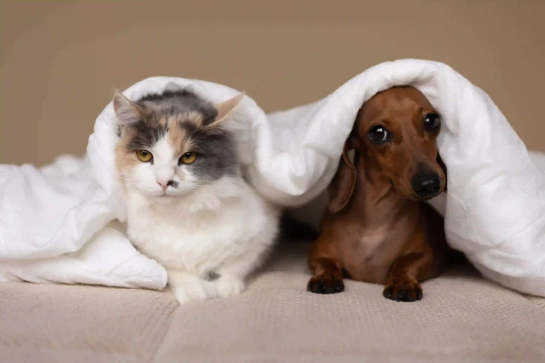 Adorable dog and cat cuddled inside a cozy blanket"