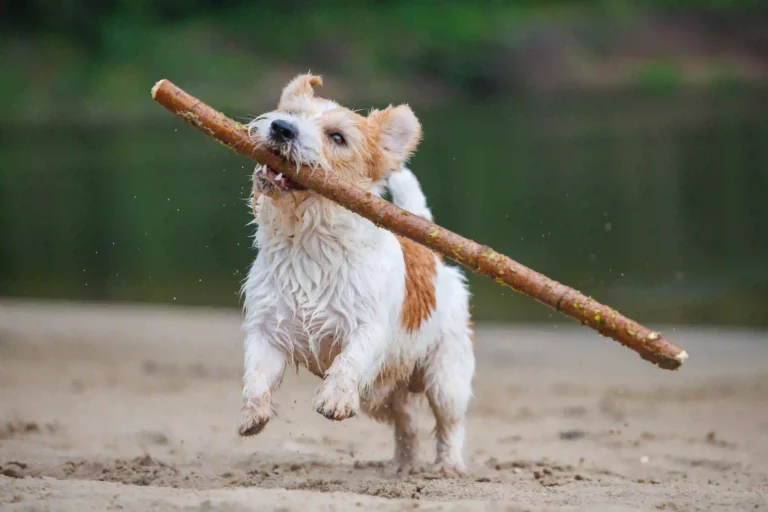 Jack Russell Terrier Carrying Stick in Mouth: Playful Dog Playtime at Sand Bank by the Forest River