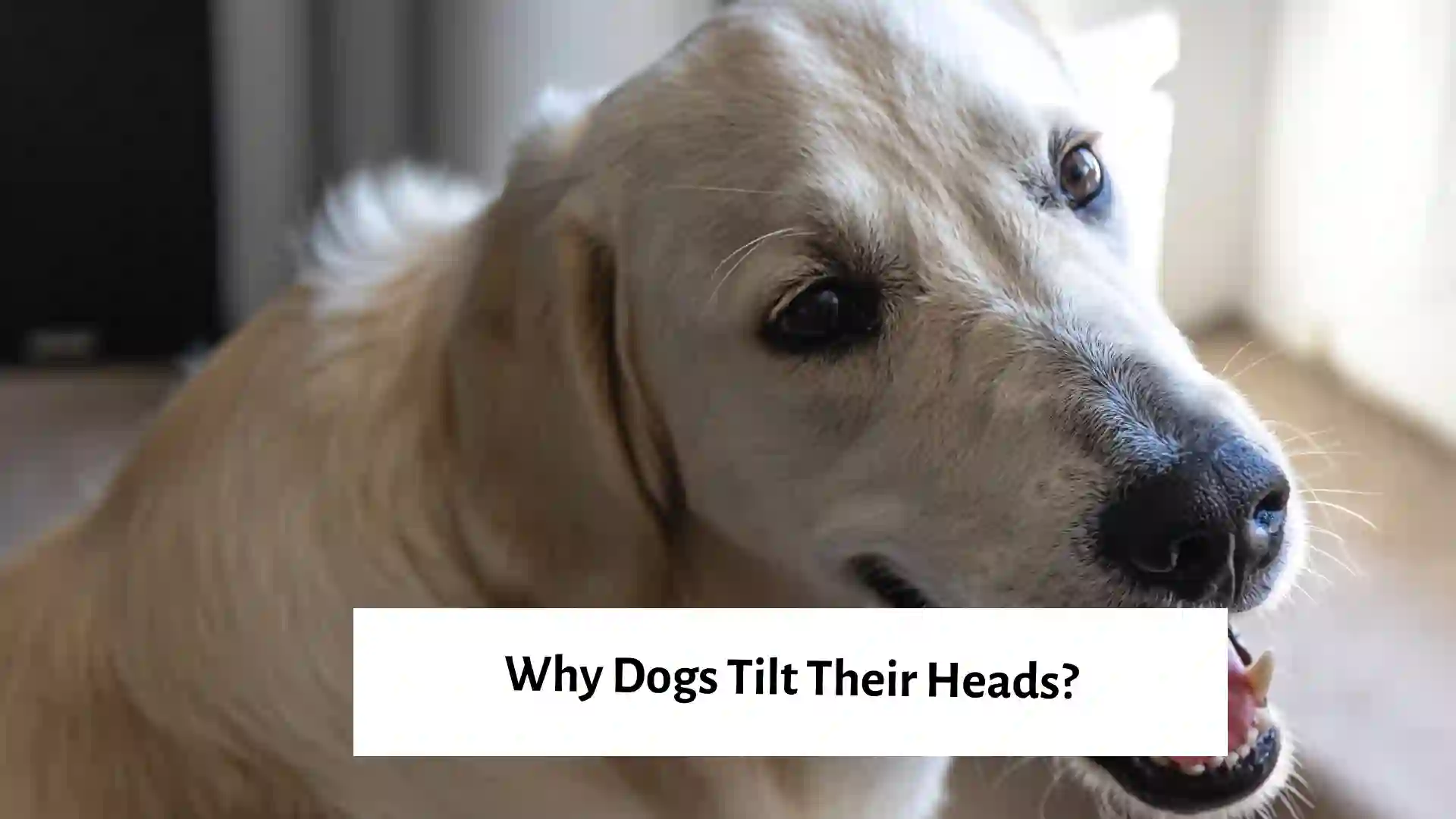 Dogs Tilting head