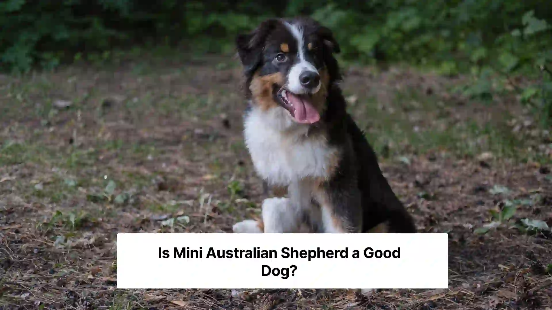 Mini Australian Shepherd sitting in garden