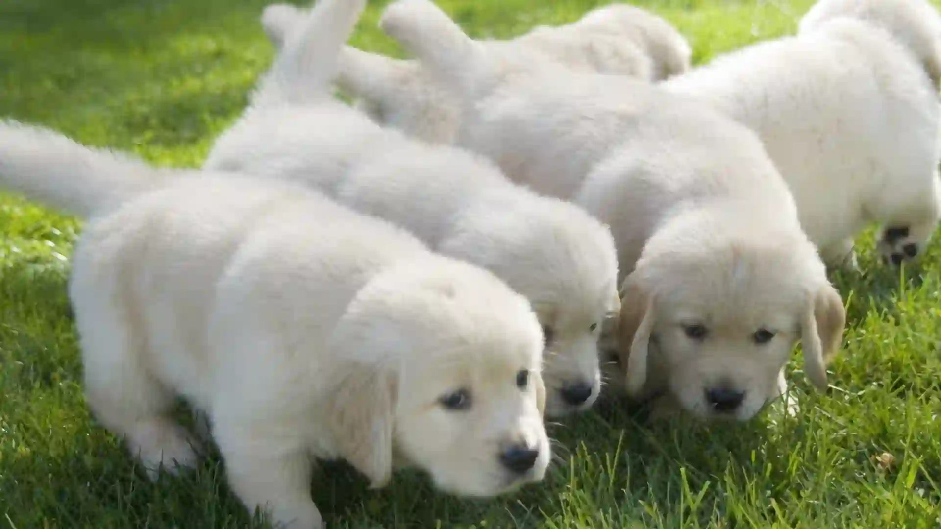 a group great pyrenees puppies