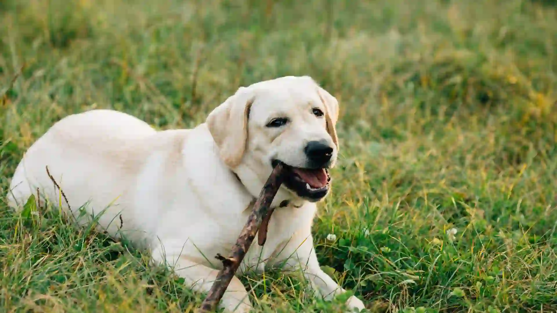 Certainly! An SEO-friendly alt tag for the image you described could be: "Labrador Retriever sitting on grassy ground, enjoying a stick bite" This alt tag is descriptive, includes relevant keywords (Labrador Retriever, grassy ground, stick bite), and provides a clear image of what the content is about, which can contribute positively to SEO.